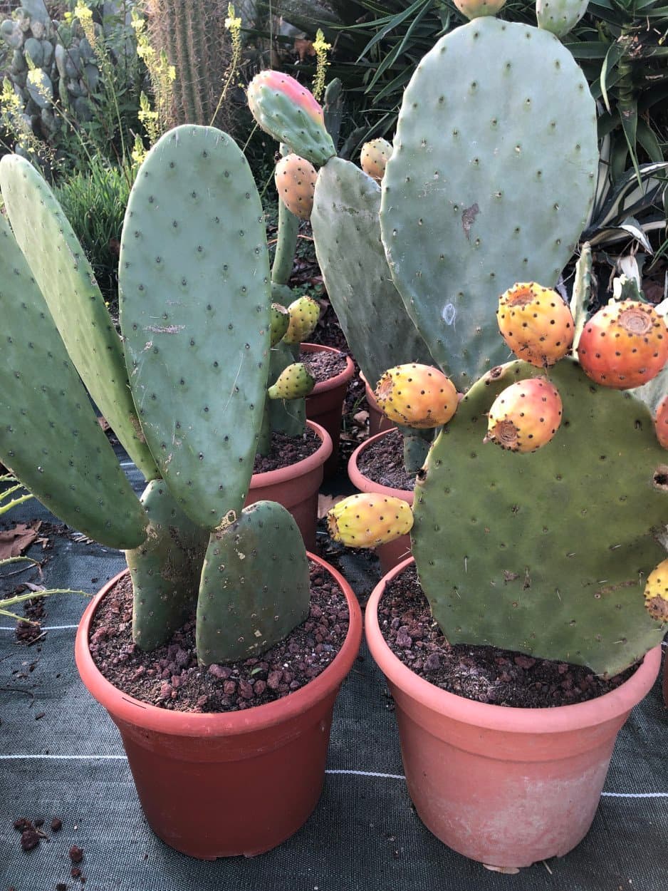 Figuier de Barbarie - Opuntia Ficus Indica