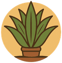Icône Agaves