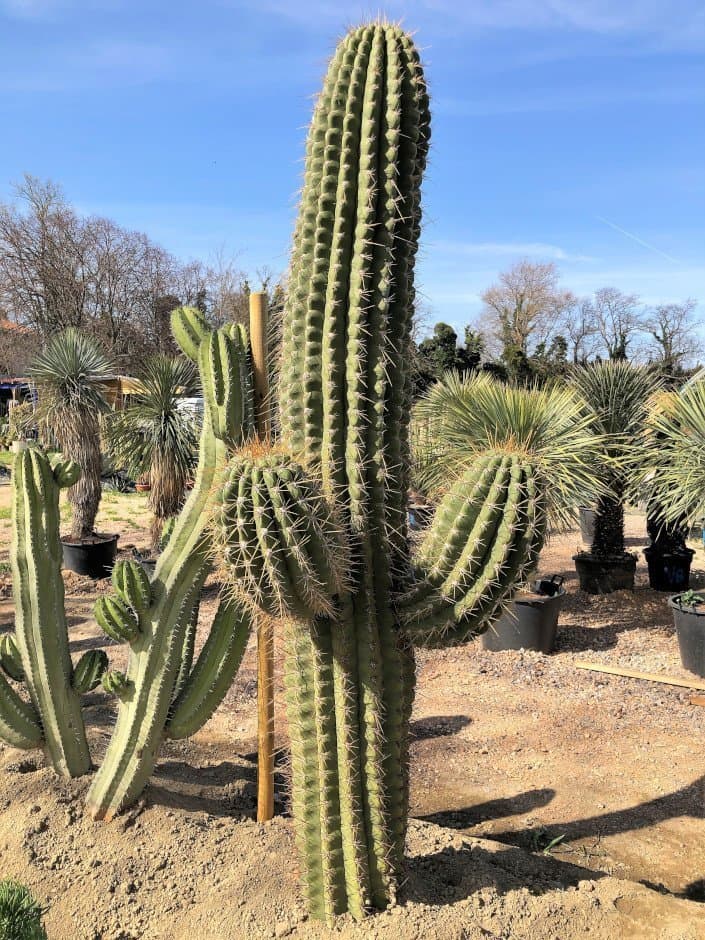 Trichocereus Pasacana Tersheki géant - Cactus Géant