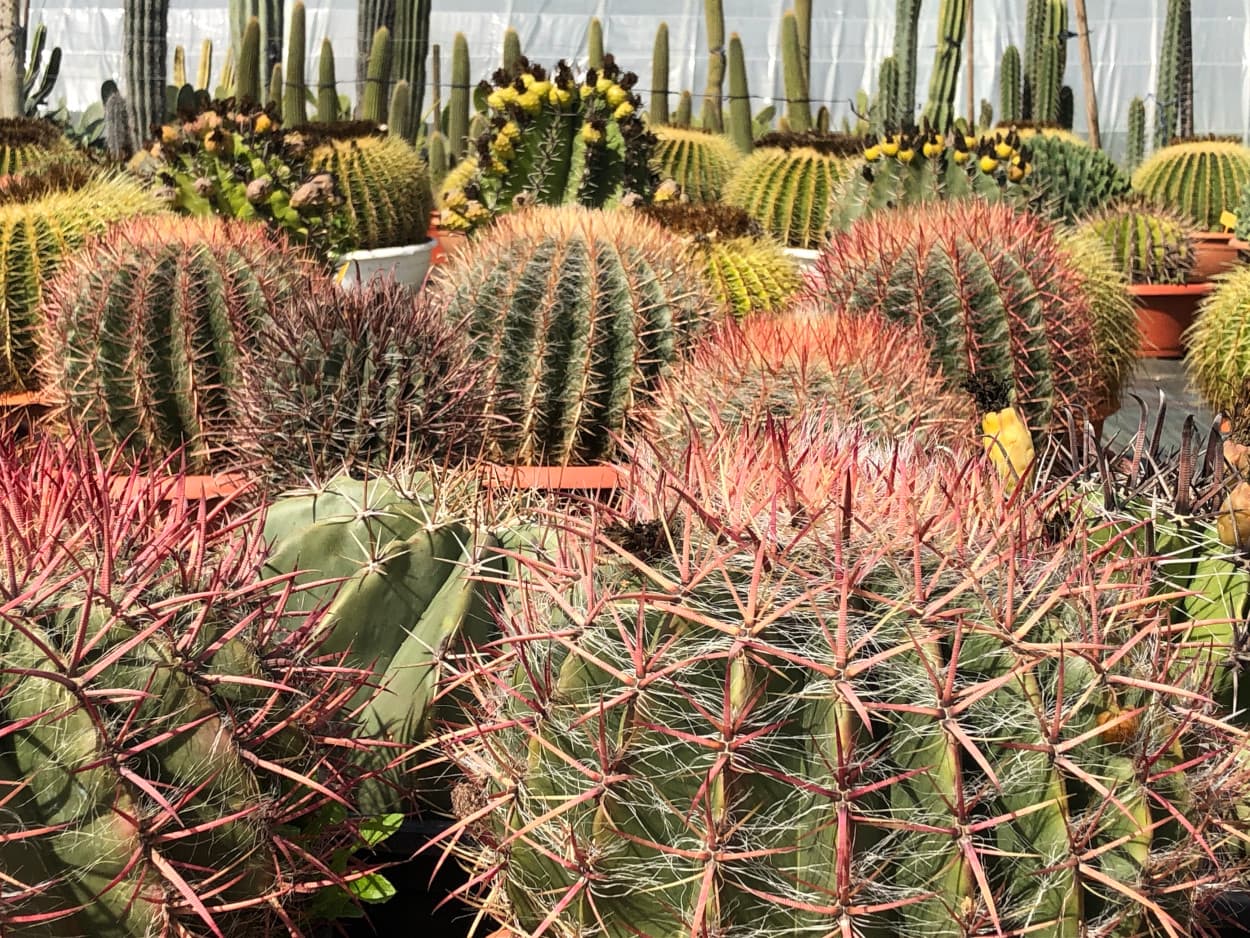 Conditions de vente et expédition des plantes