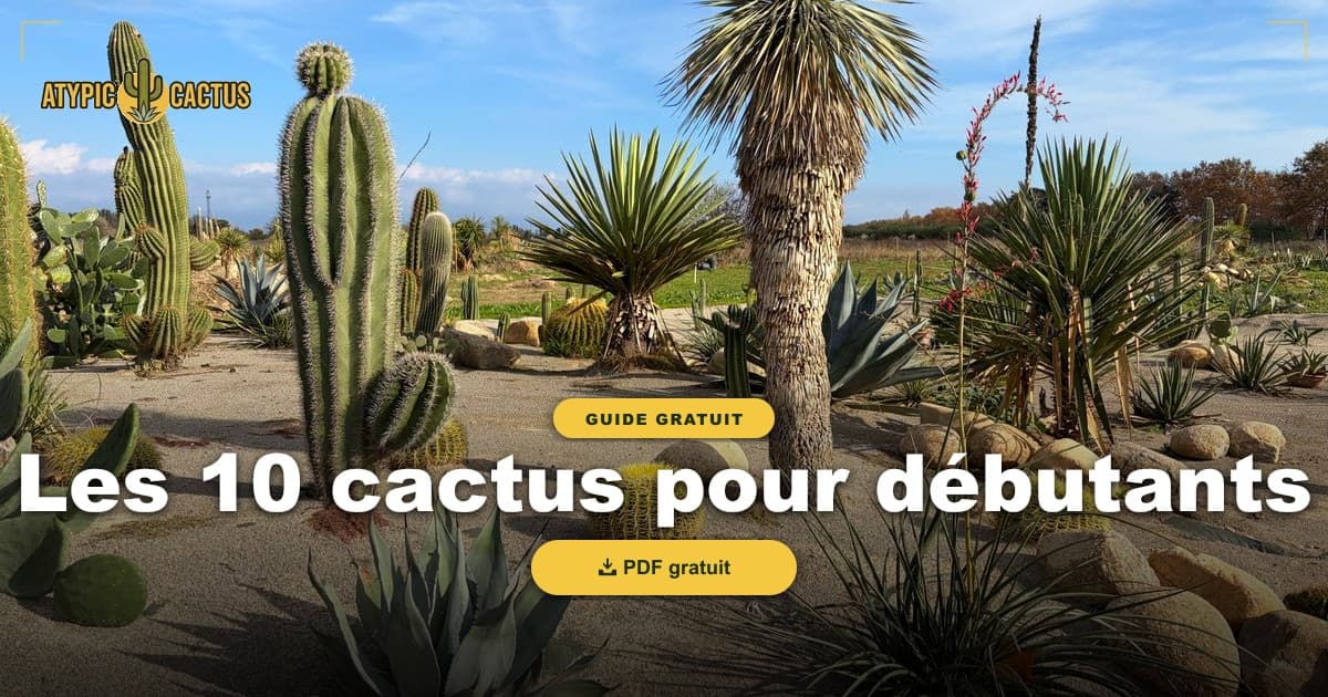 10 Cactus pour Débutants : Notre Sélection Testée en France (+ Guide PDF Gratuit)