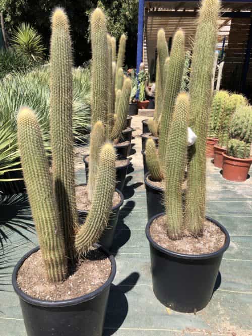 Vatricania Guentheri - Cactus - Image 2