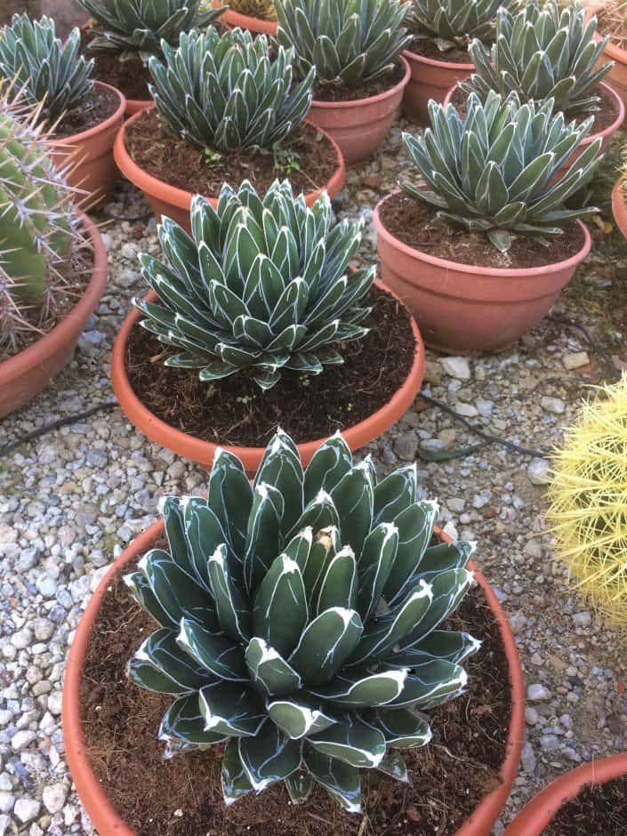 Agave Victoria Reginae - Agaves