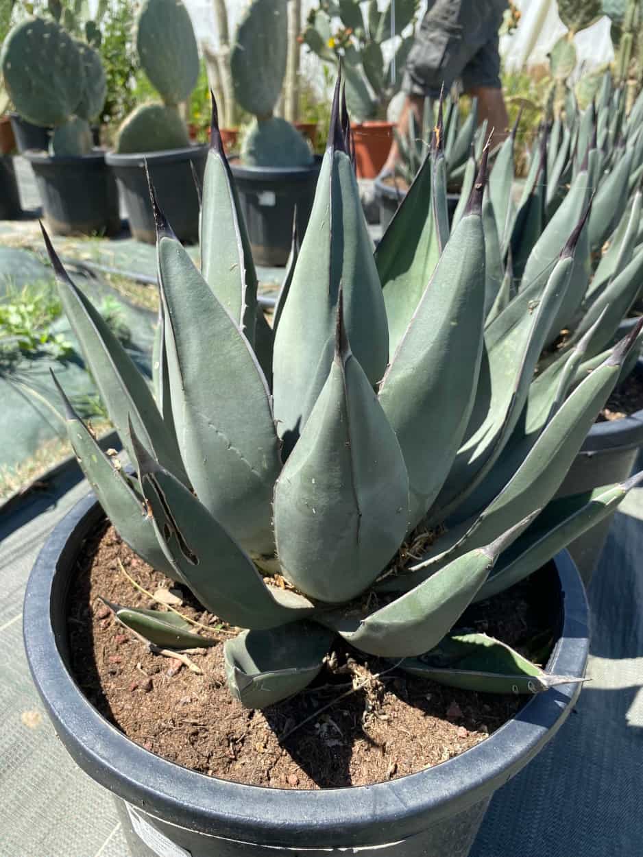 Agave Nigra - Agaves - Image 2