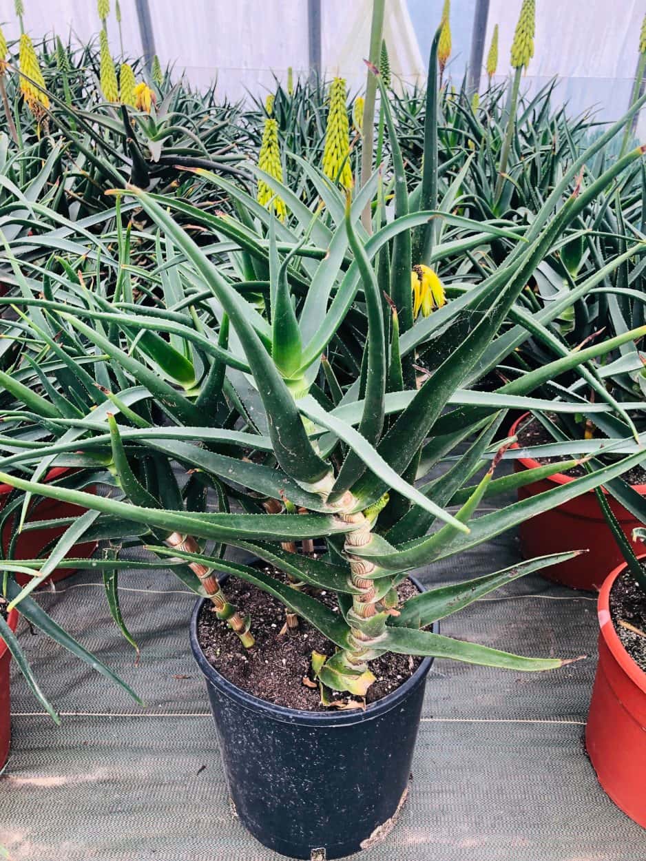 Aloe Striatula - Aloès