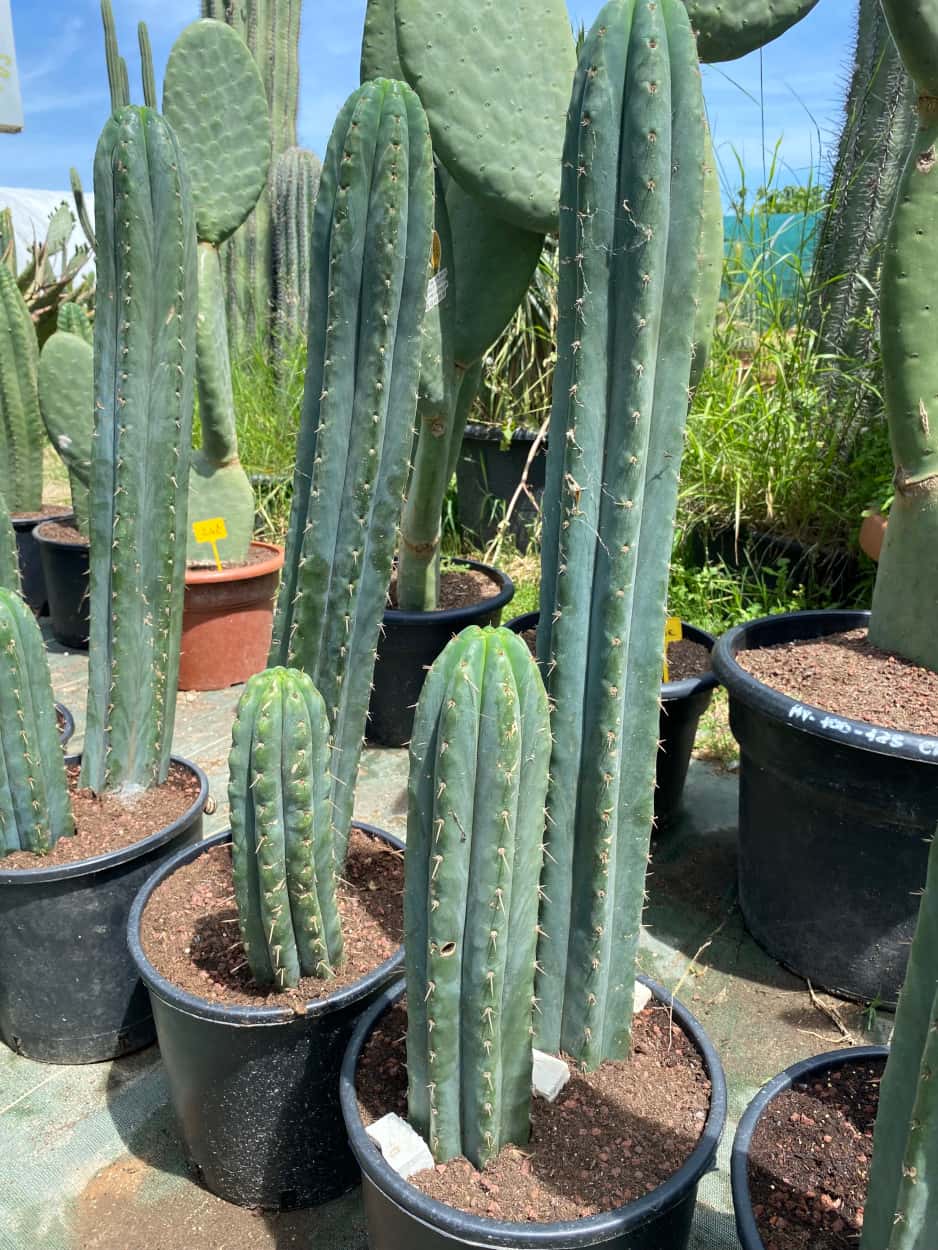 Trichocereus Pachanoi en groupe - Cactus