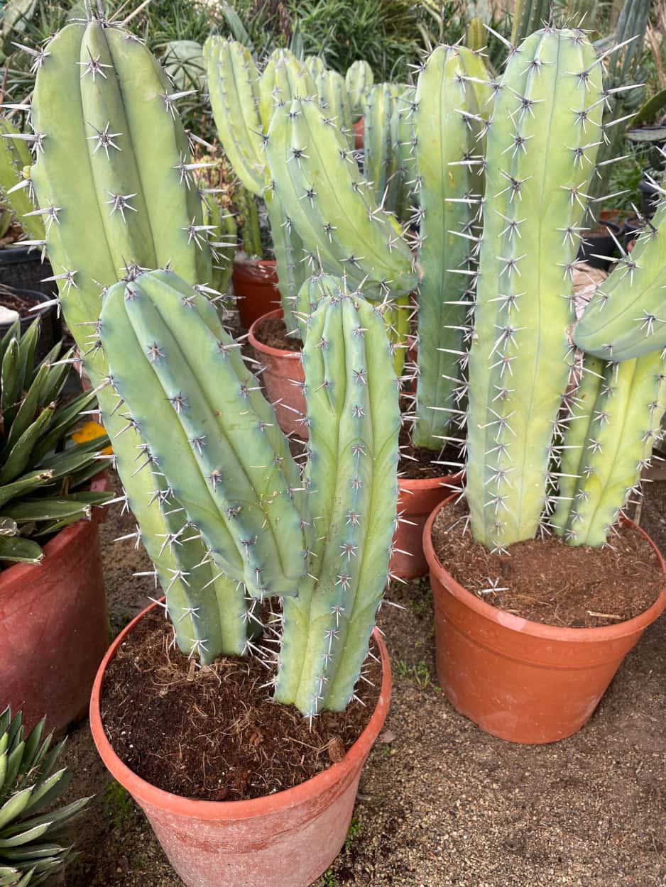 Myrtillocactus Geometrizans - Cactus