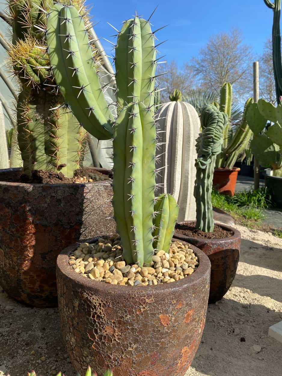 Myrtillocactus Geometrizans - Cactus - Image 2