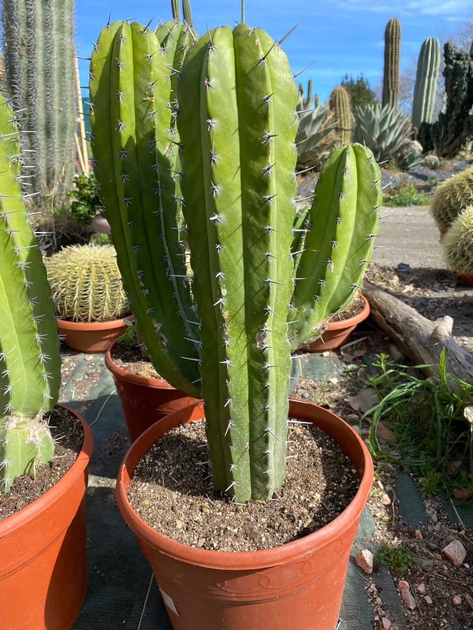 Polaskia Chichipe - Cactus
