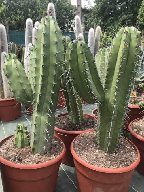 Polaskia Chichipe - Cactus - Image 2