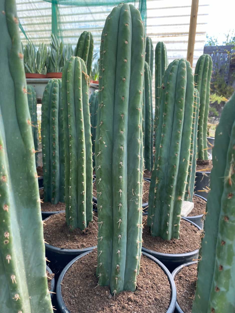 Trichocereus Echinopsis Pachanoi - Cactus - Image 2