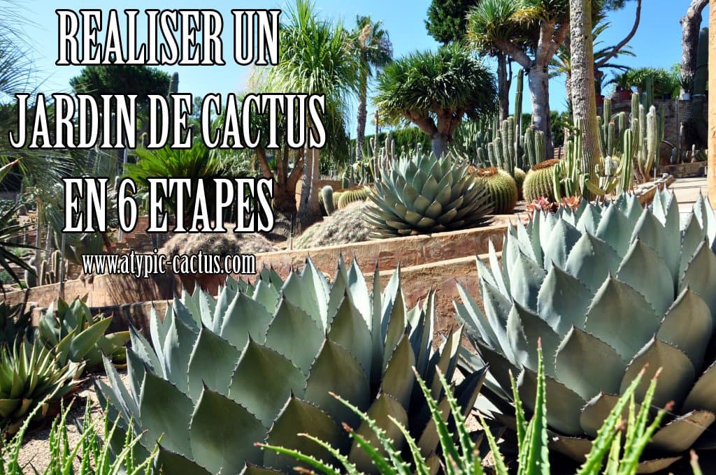 Réaliser un jardin de cactus en 6 étapes