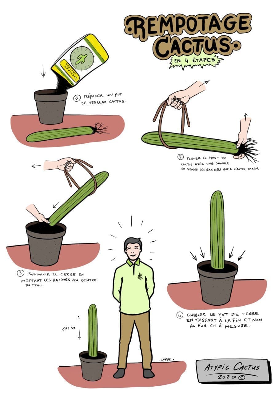 Guide de rempotage cactus