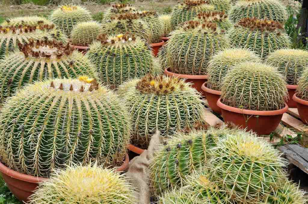 Echinocactus Grusonii