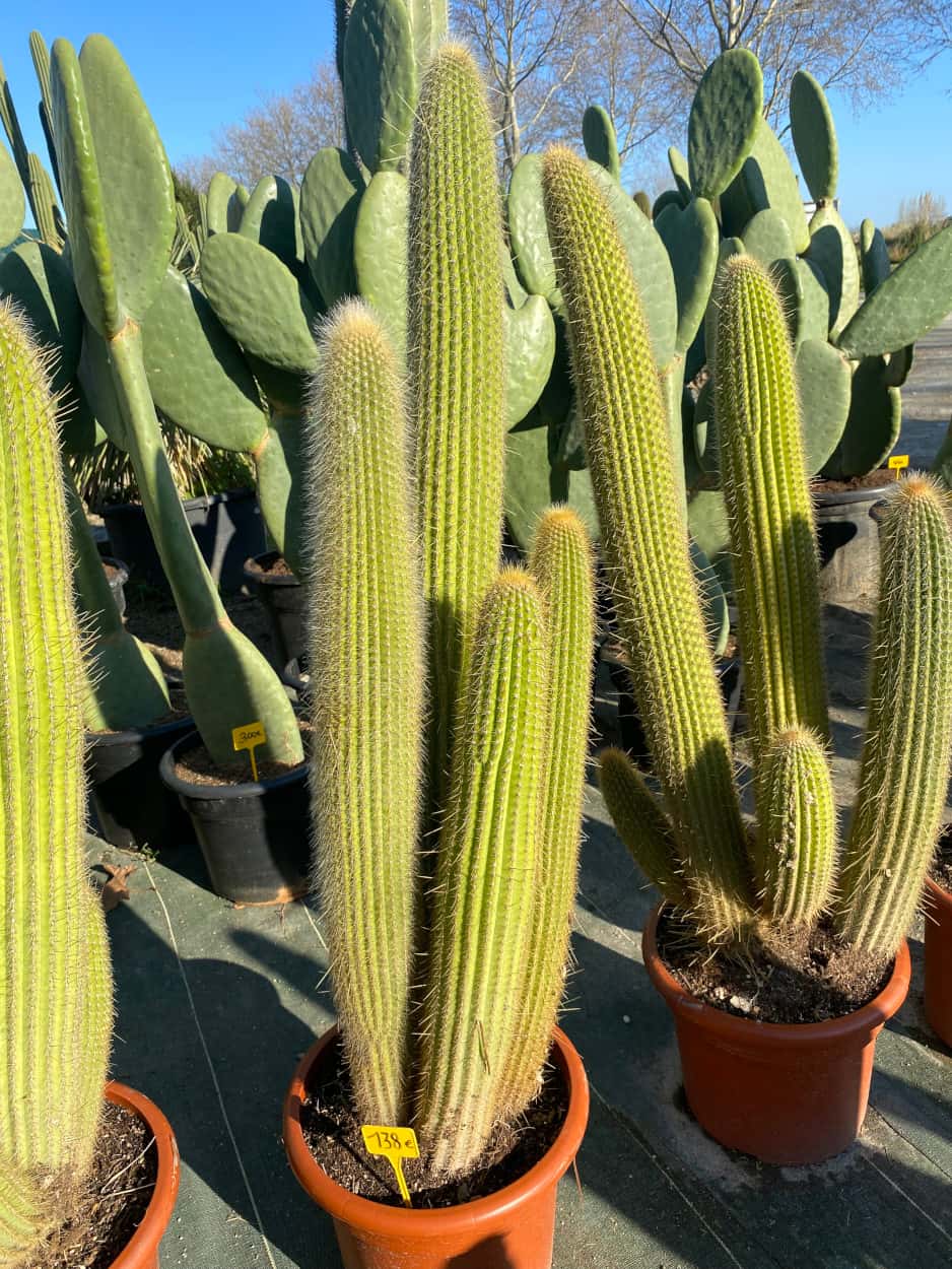 Vatricania Guentheri - Cactus