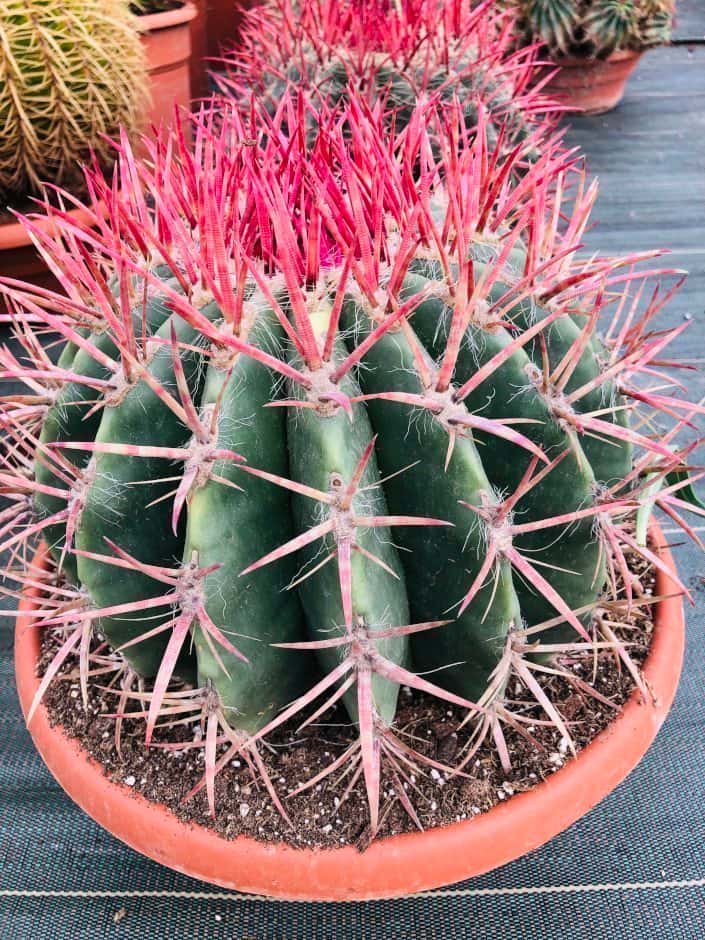 Ferocactus Stainesi/Pilosus - Cactus