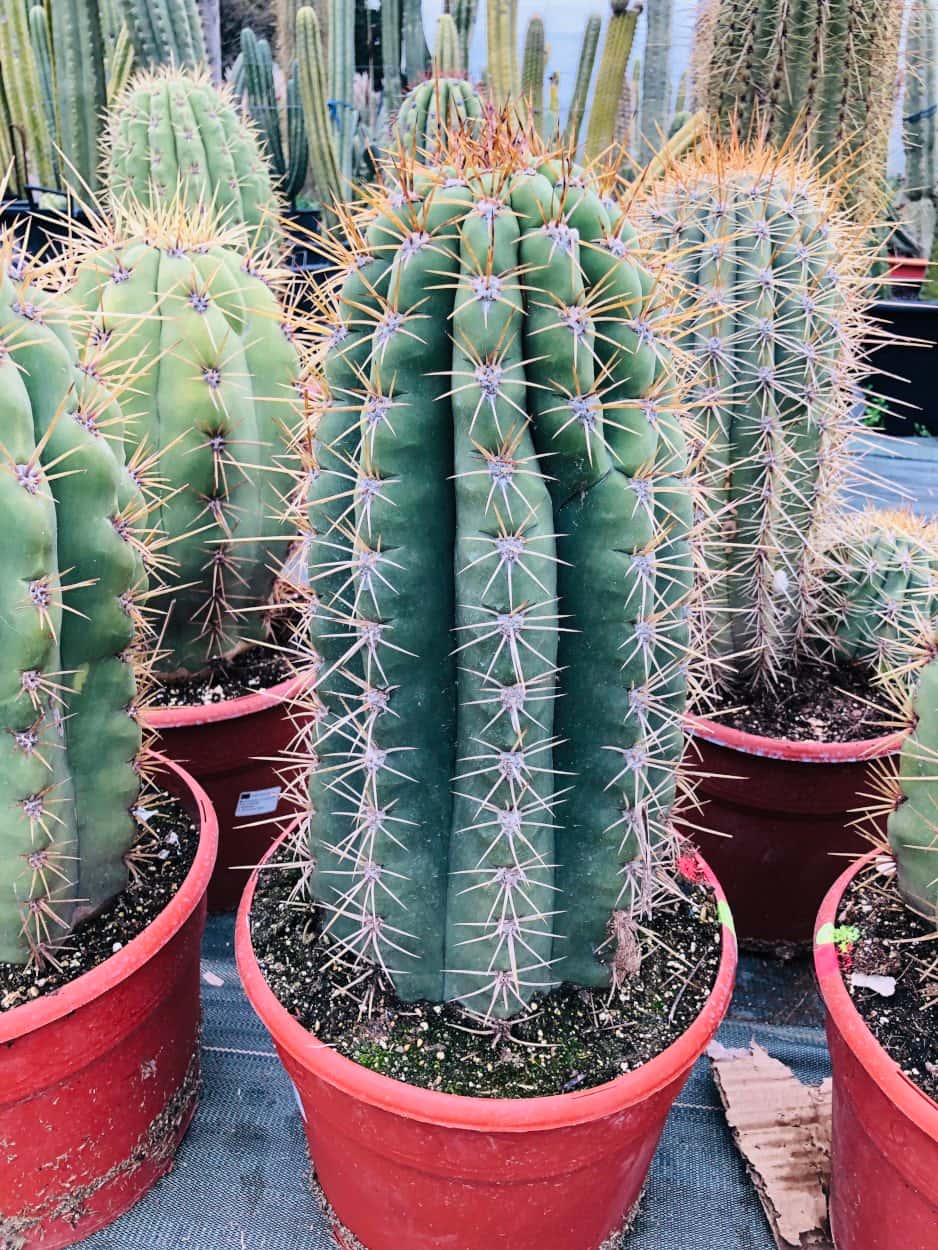 Trichocereus Pasacana - Cactus