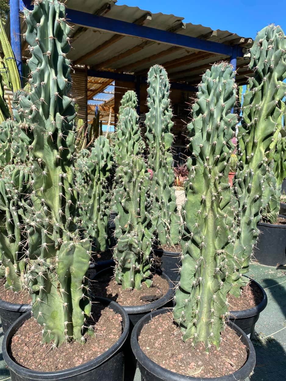 Cereus Peruvianus Monstruosus - Cactus