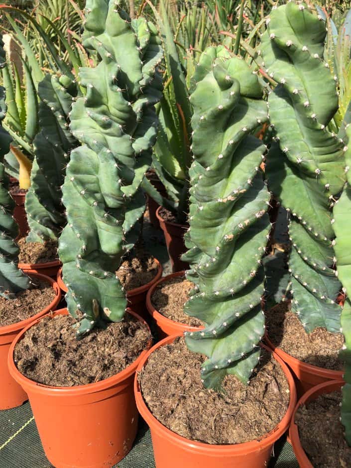 Cereus Forbesii Spiralis - Cactus