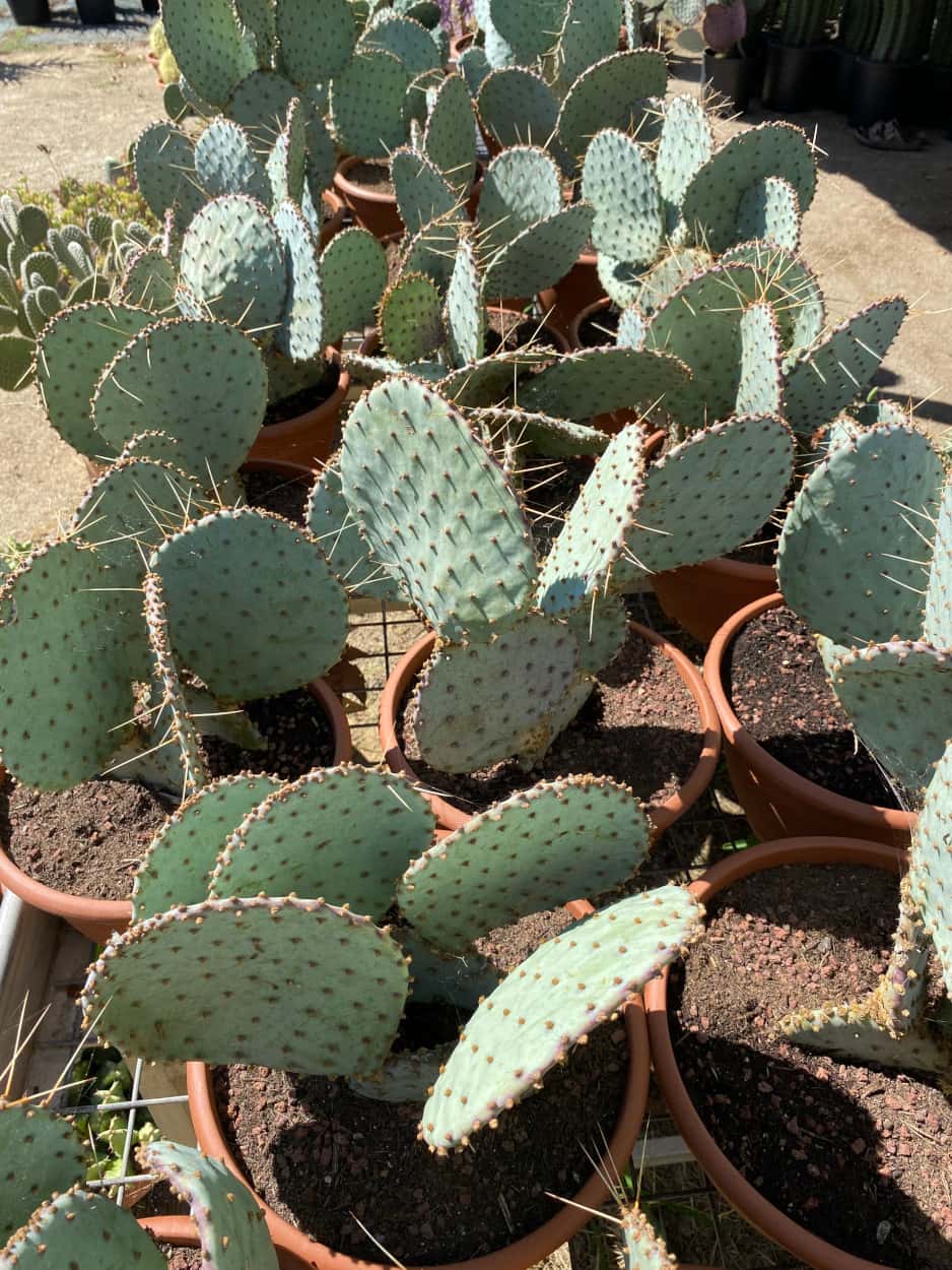 Lot de 2 Opuntia Violacea Santa Rita - Cactus