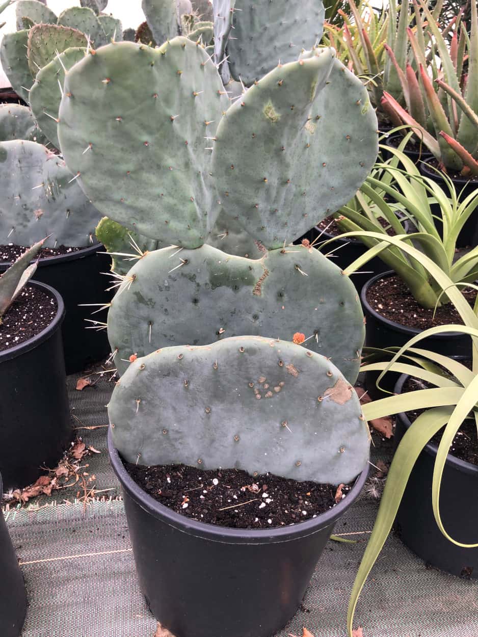 Opuntia Robusta - Cactus