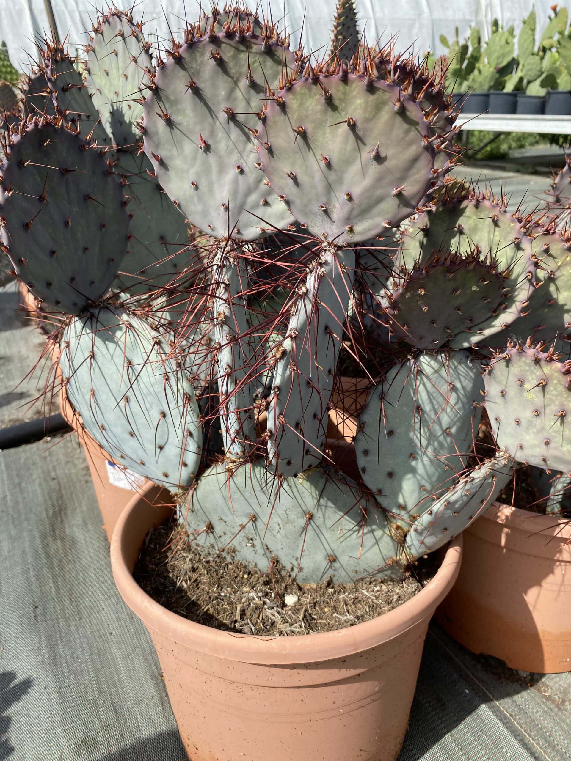 Opuntia Macrocentra Violacea - Opuntia