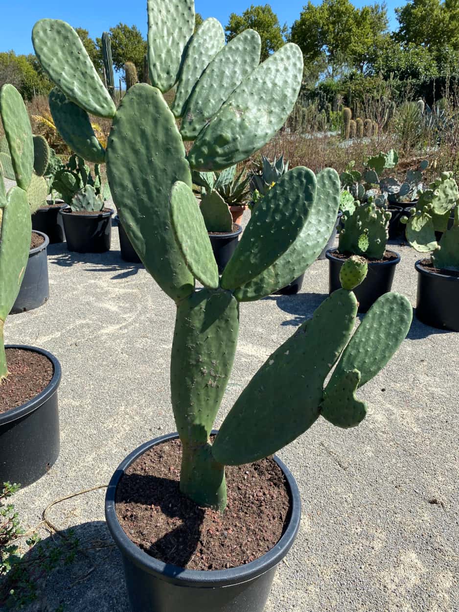 Opuntia Ficus Indica grande taille - Cactus