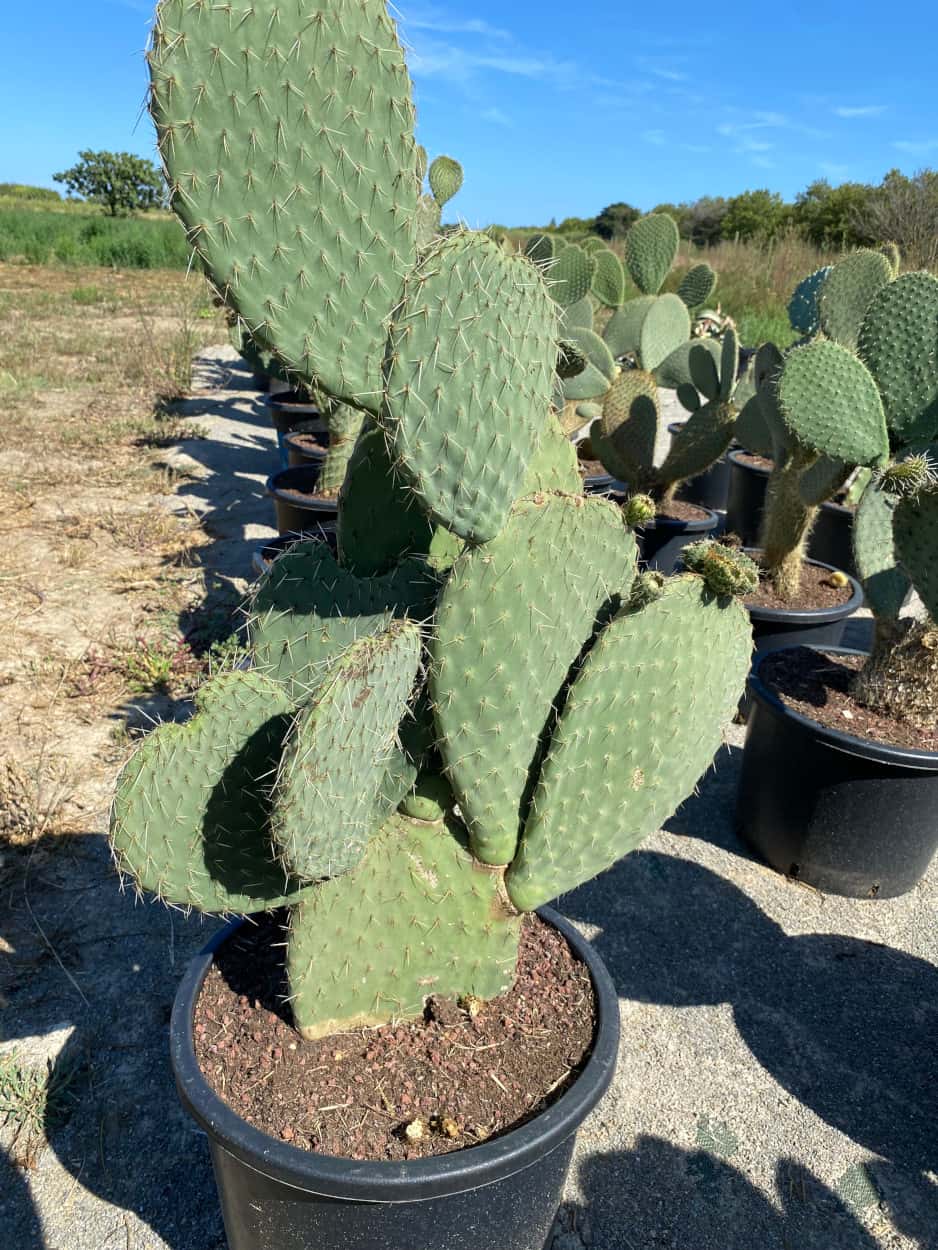 Opuntia Leucotricha - Cactus