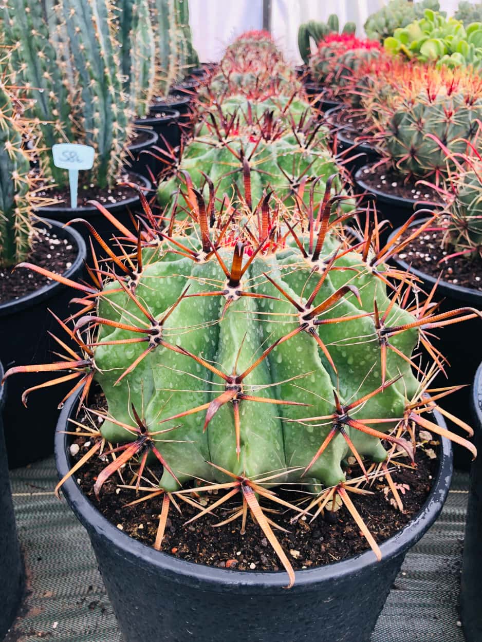 Ferocactus Horridus - Cactus