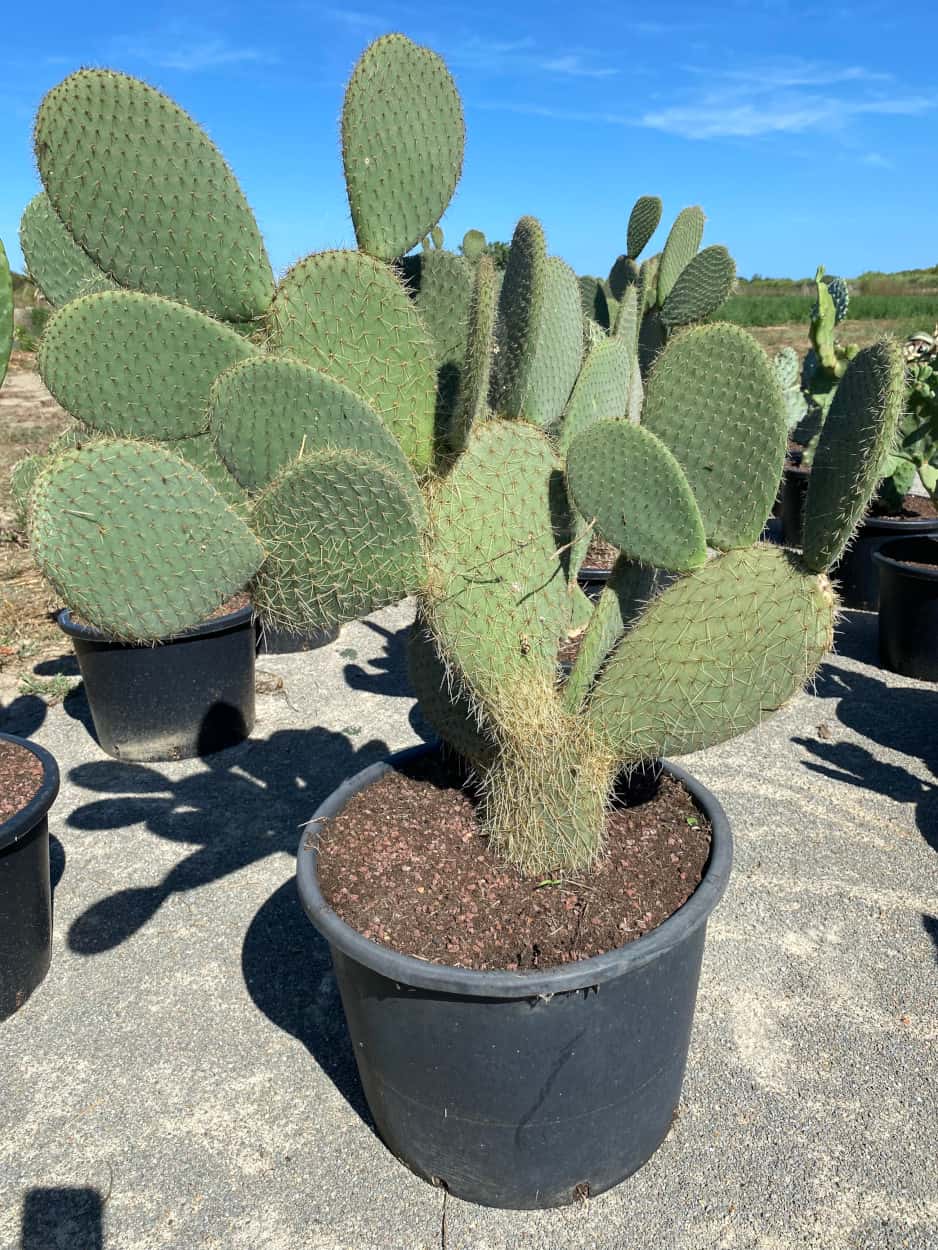 Opuntia Scheerii de grande taille - Cactus