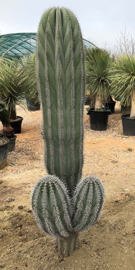 Pachycereus Pringlei ramifié - Sujets Exceptionnels