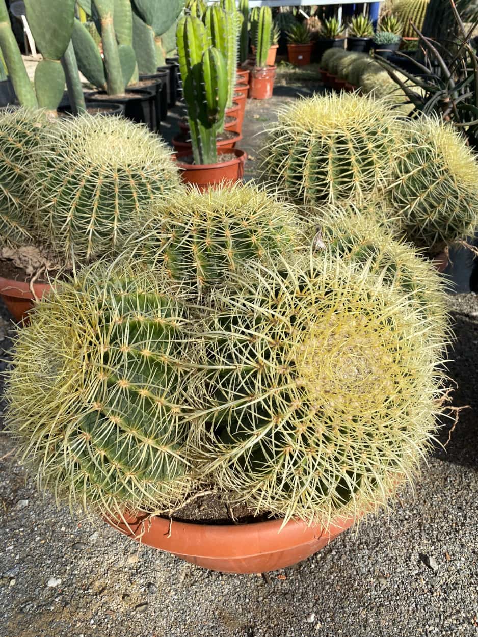 Echinocactus Grusonii multi-têtes - Cactus
