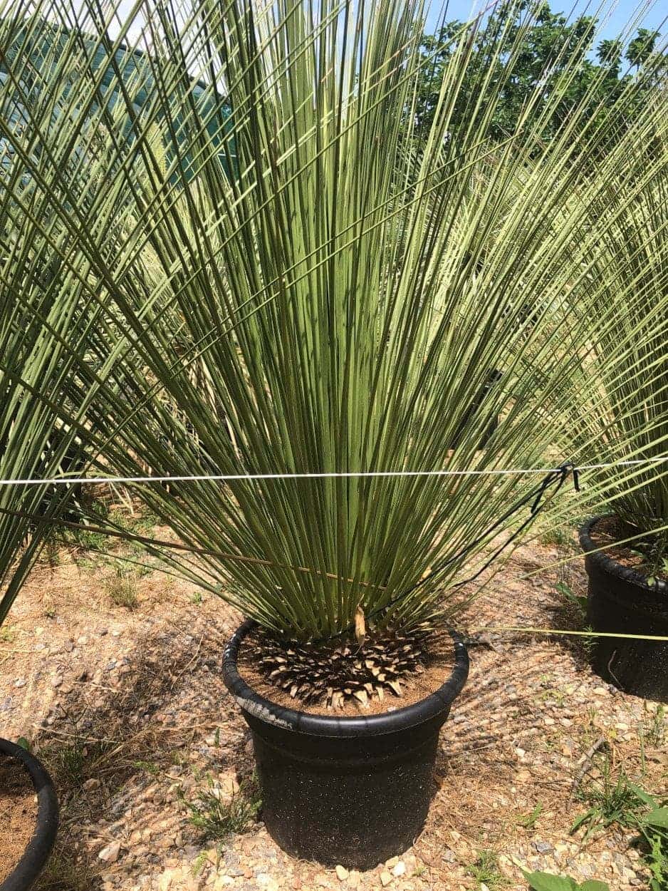 Dasylirion Longissimum - Dasylirions