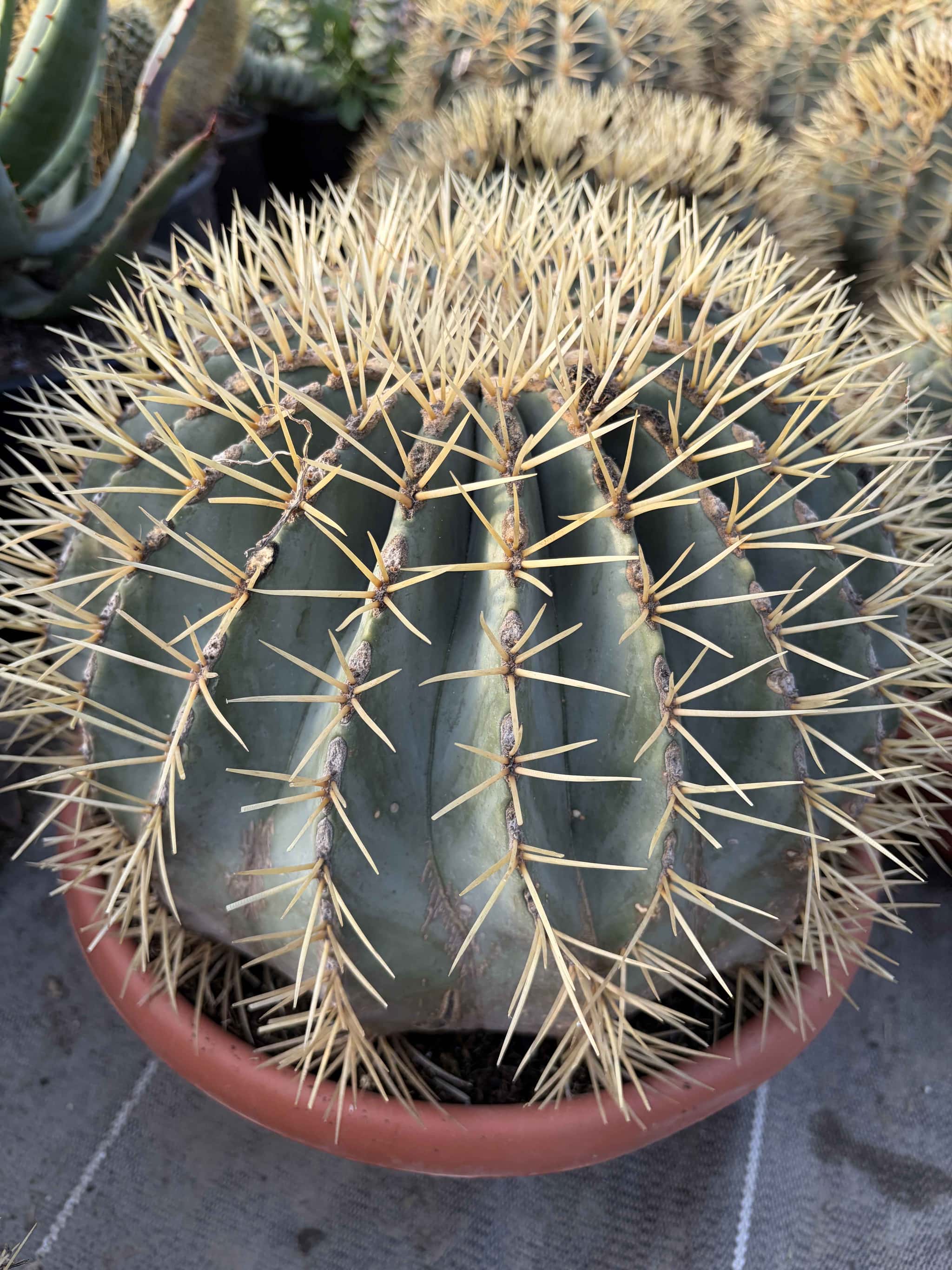 Ferocactus Glaucescens - Cactus