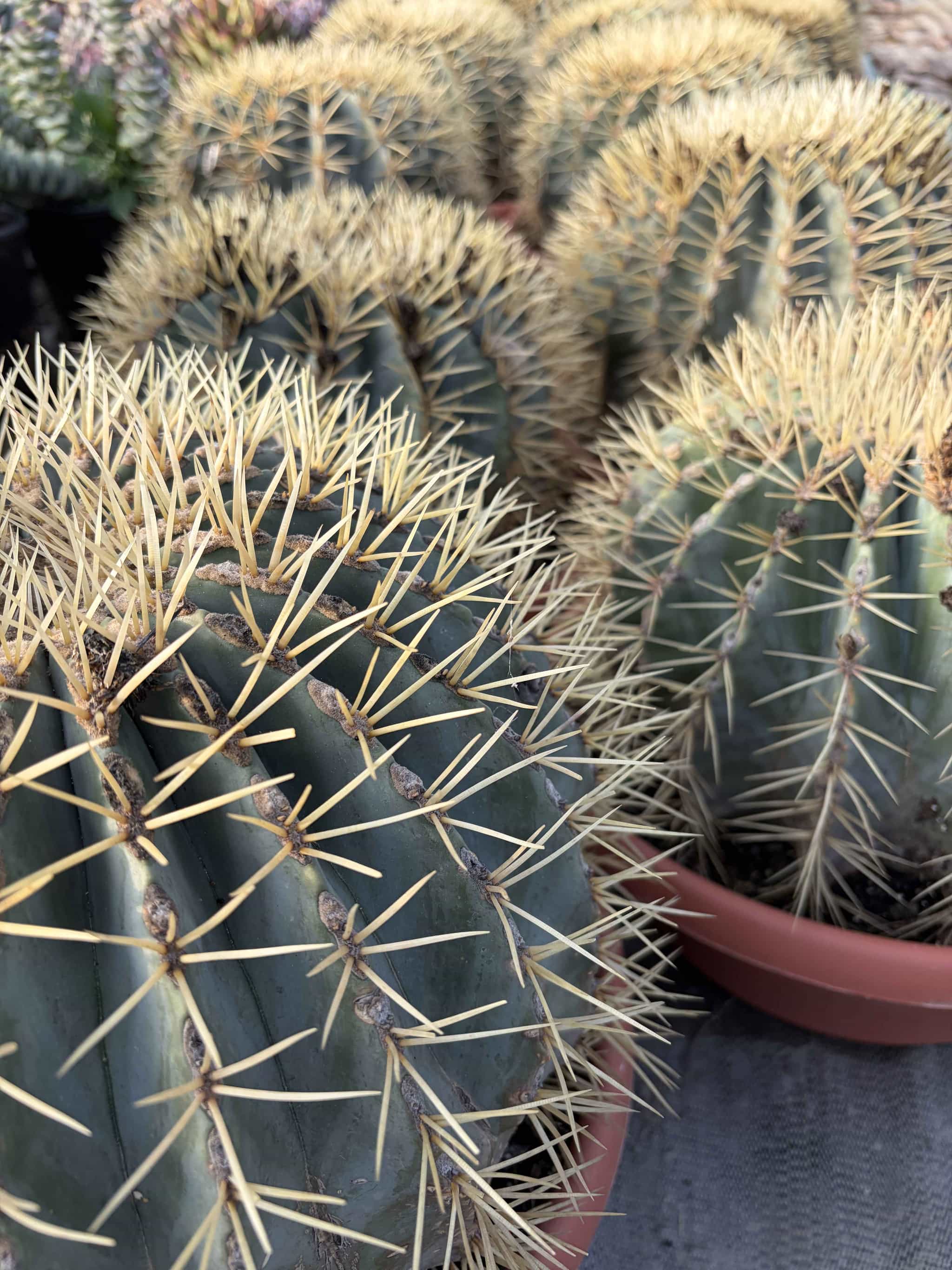Ferocactus Glaucescens - Cactus - Image 2