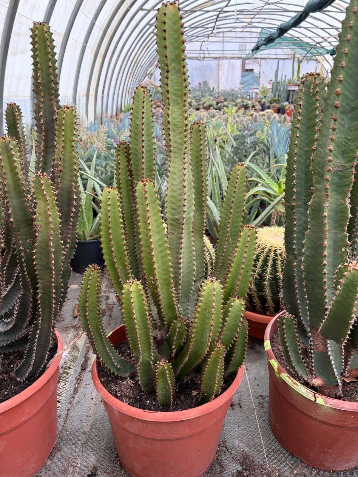 Euphorbe Canariensis - Cactus