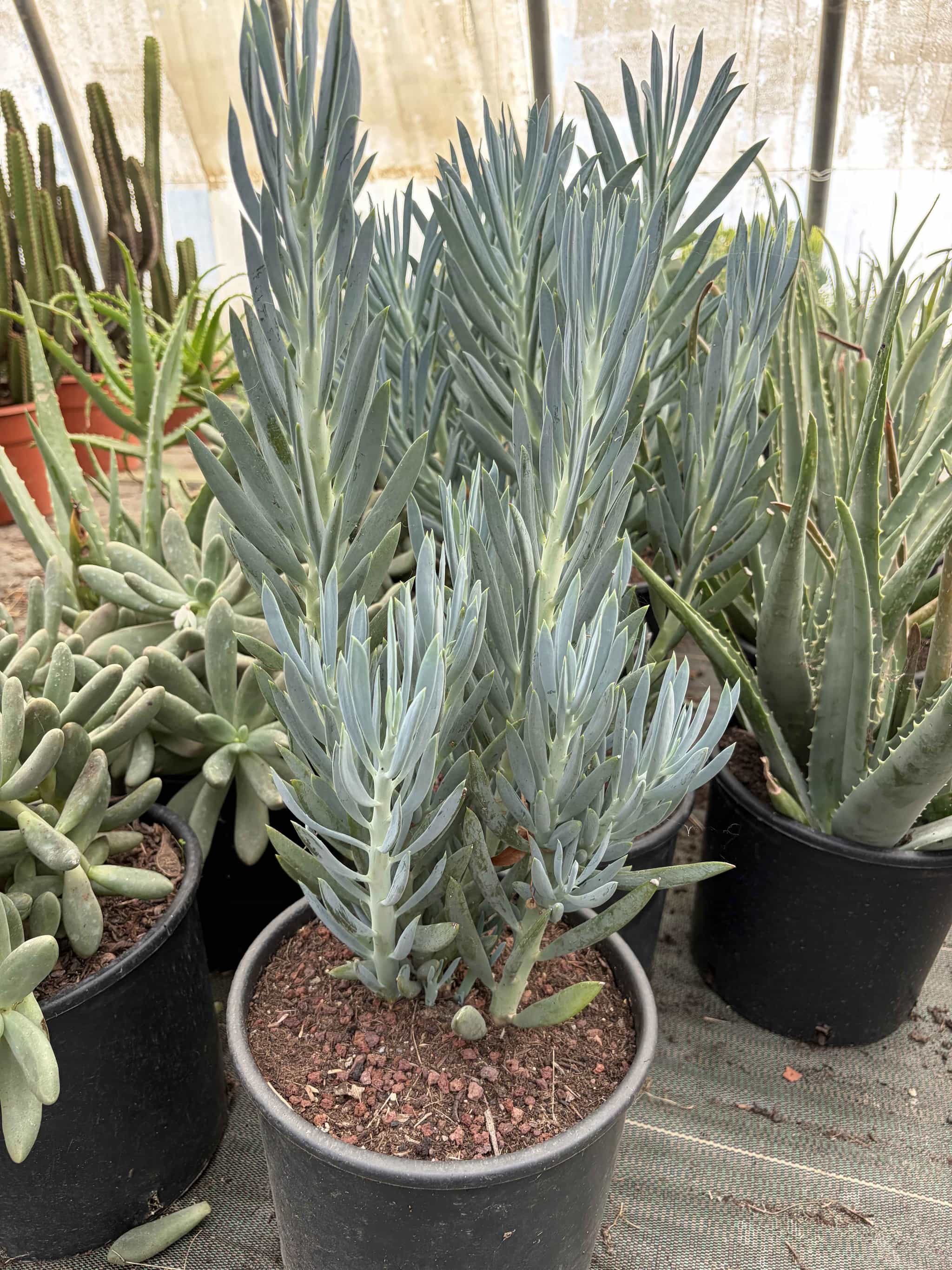 Senecio Aquarine - Plantes Grasses - Image 2