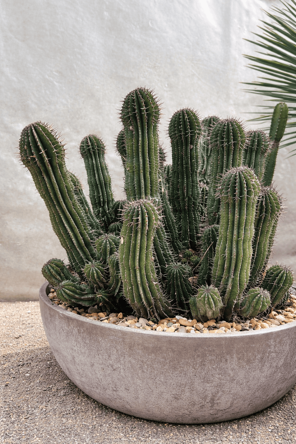 Euphorbe Horrida - Cactus