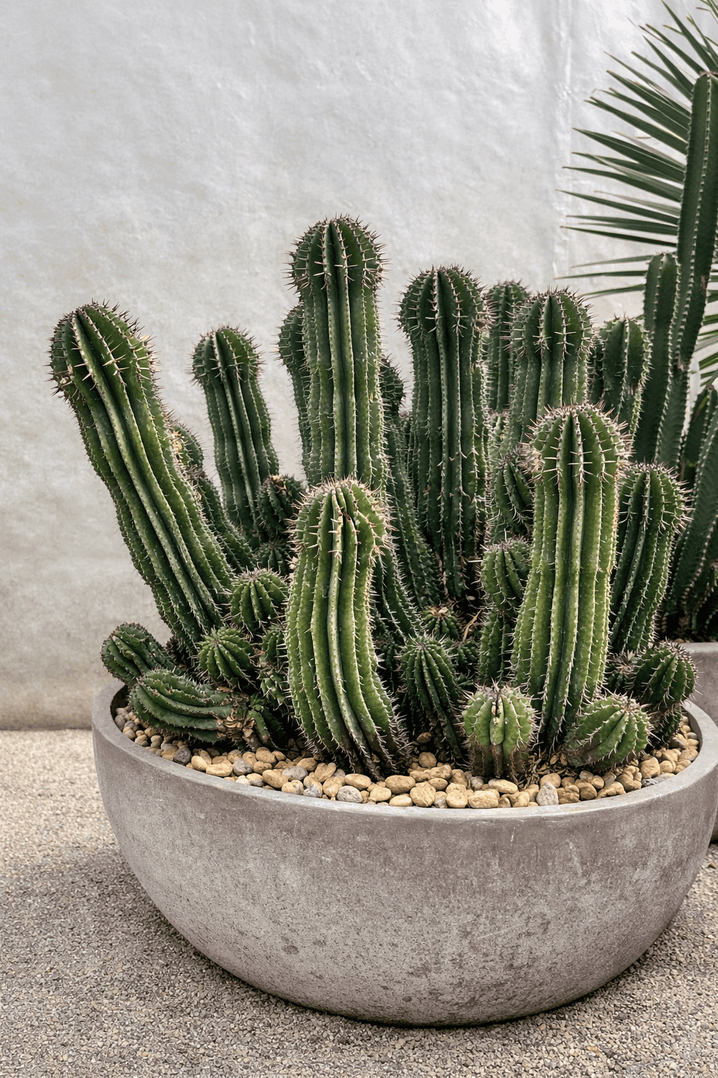 Euphorbe Horrida - Cactus - Image 2