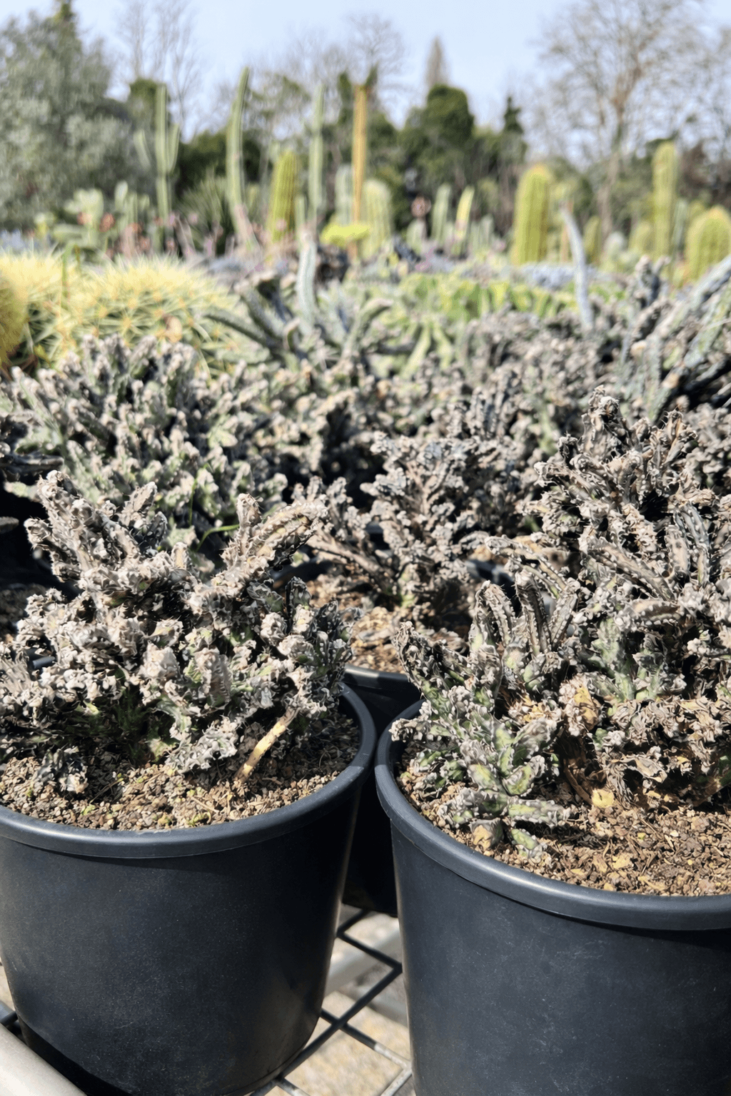 Monvillea Spegazzinii - Cactus