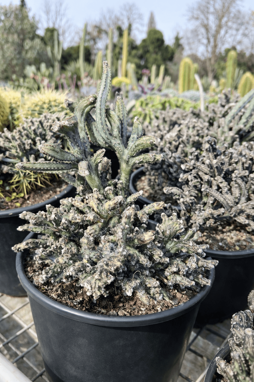 Monvillea Spegazzinii - Cactus - Image 2