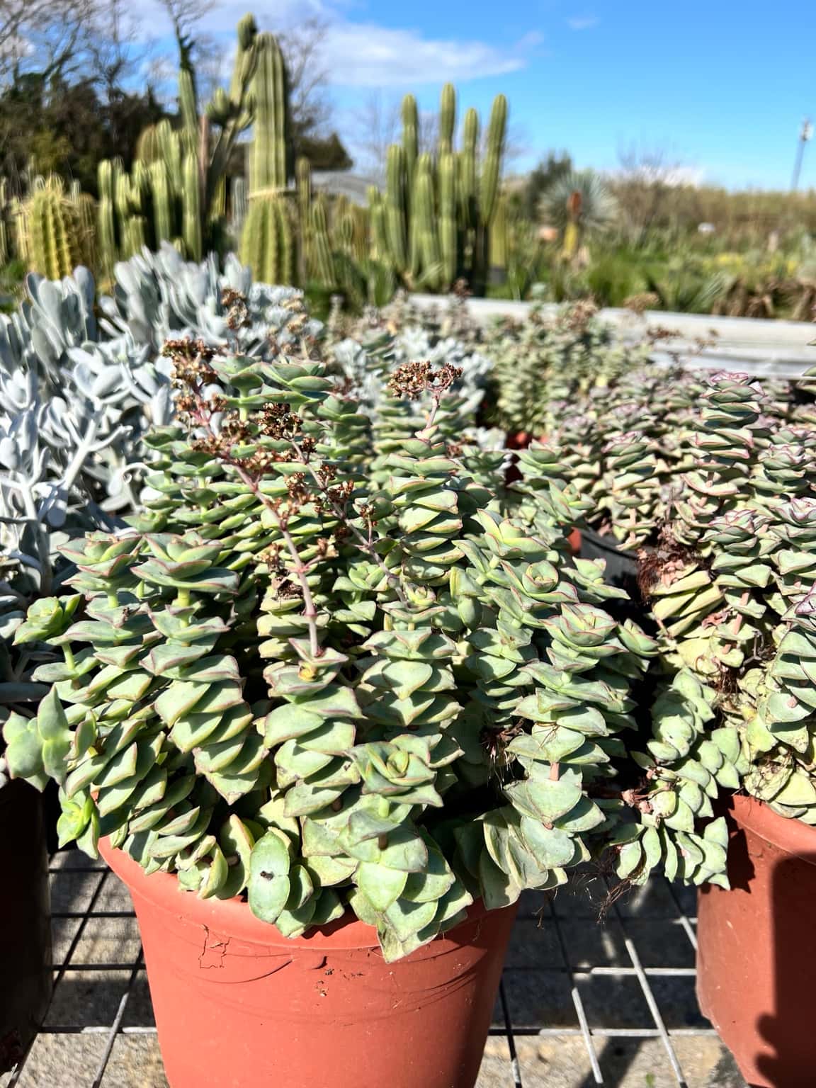 Crassula perforata - Plantes Grasses