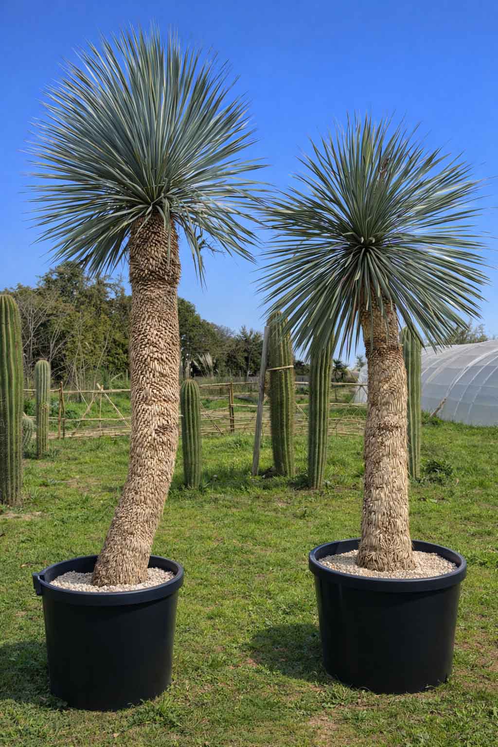 Yucca Rostrata XXL - Yuccas - Image 2
