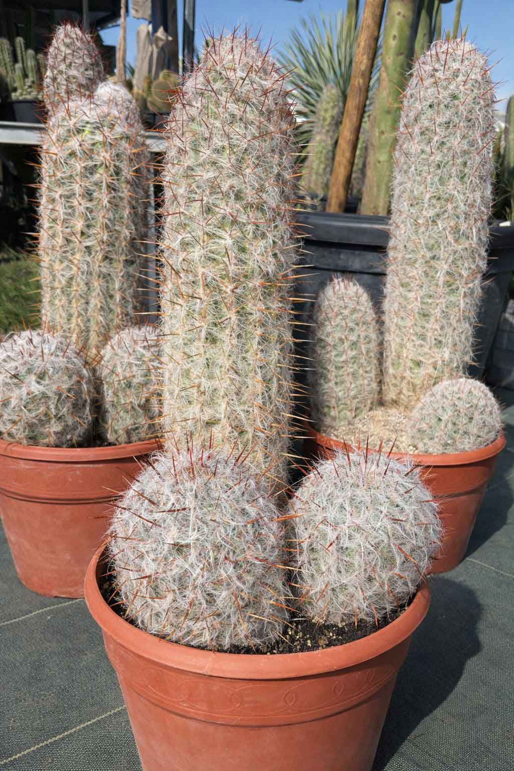 Oreocereus Trolli - Cactus