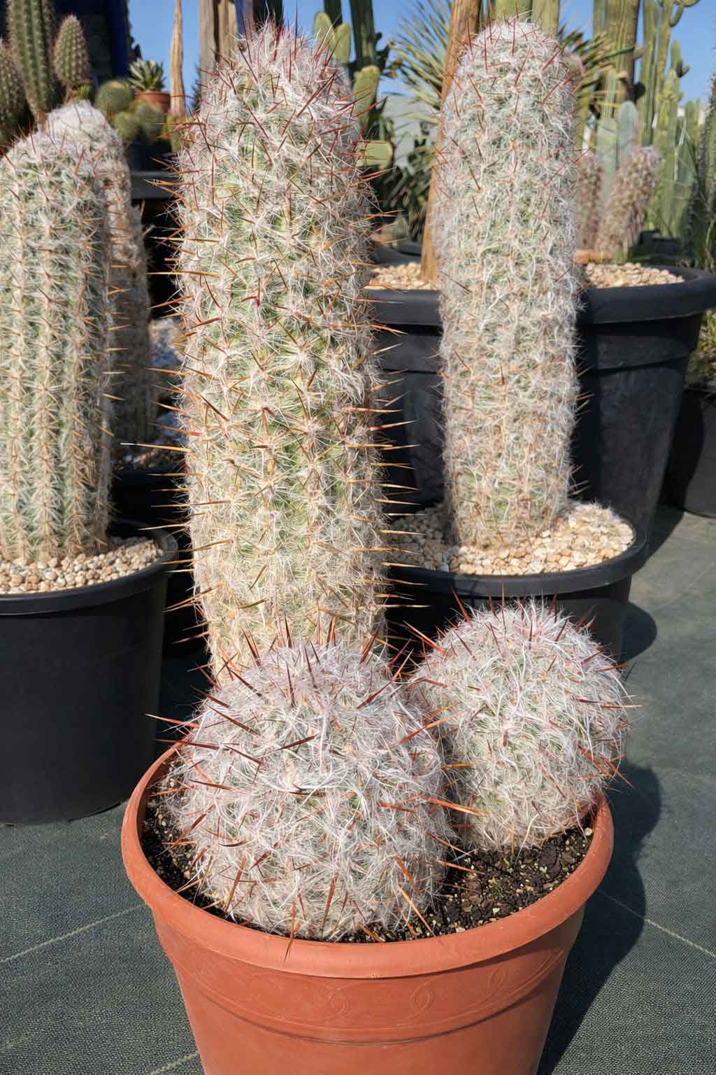 Oreocereus Trolli - Cactus - Image 2