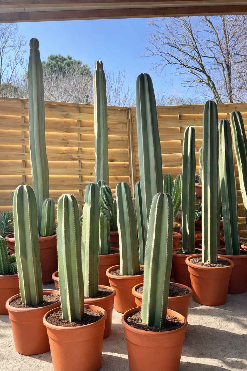 Pachycereus Marginatus - Cactus