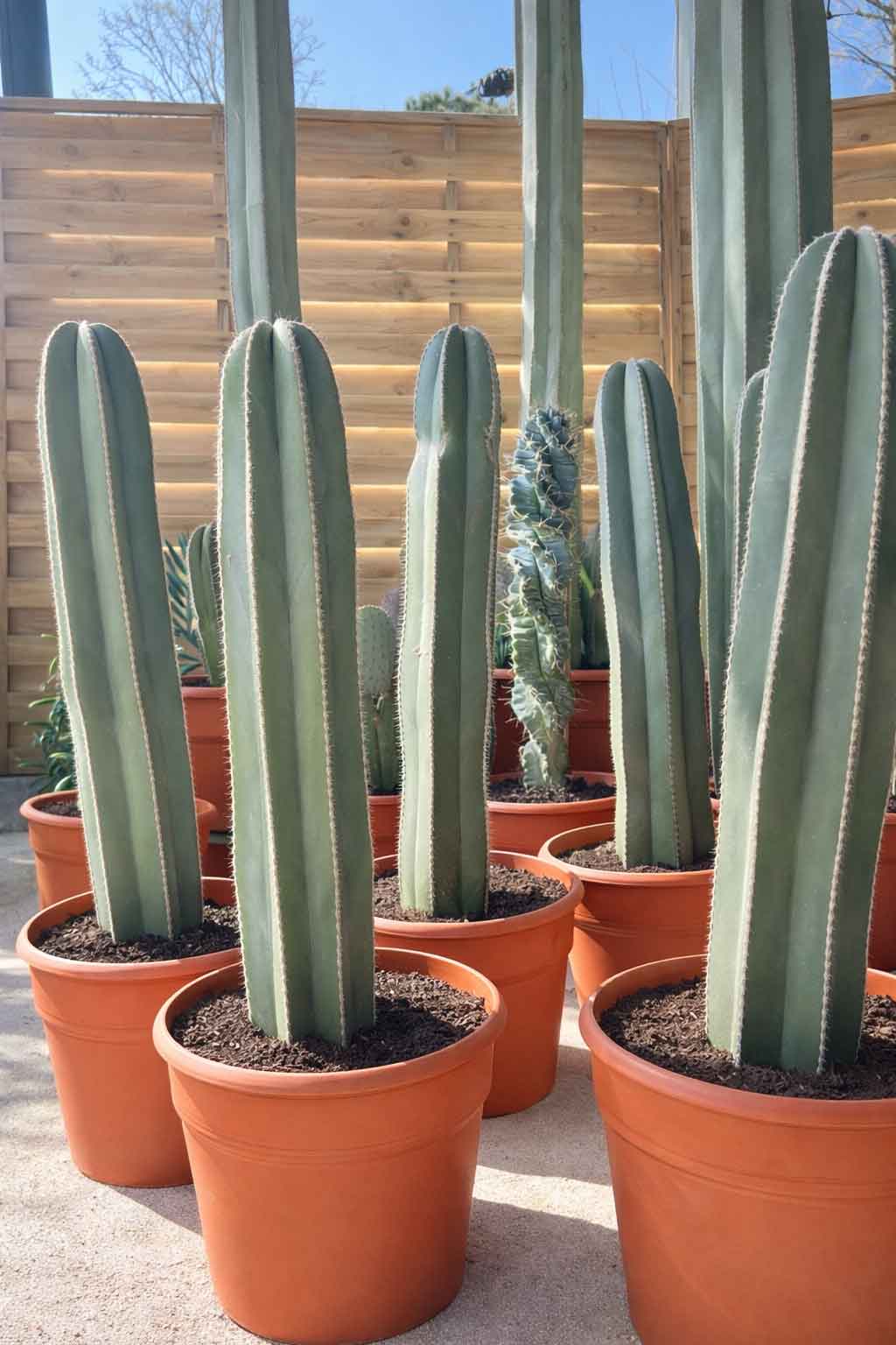 Pachycereus Marginatus - Cactus - Image 2