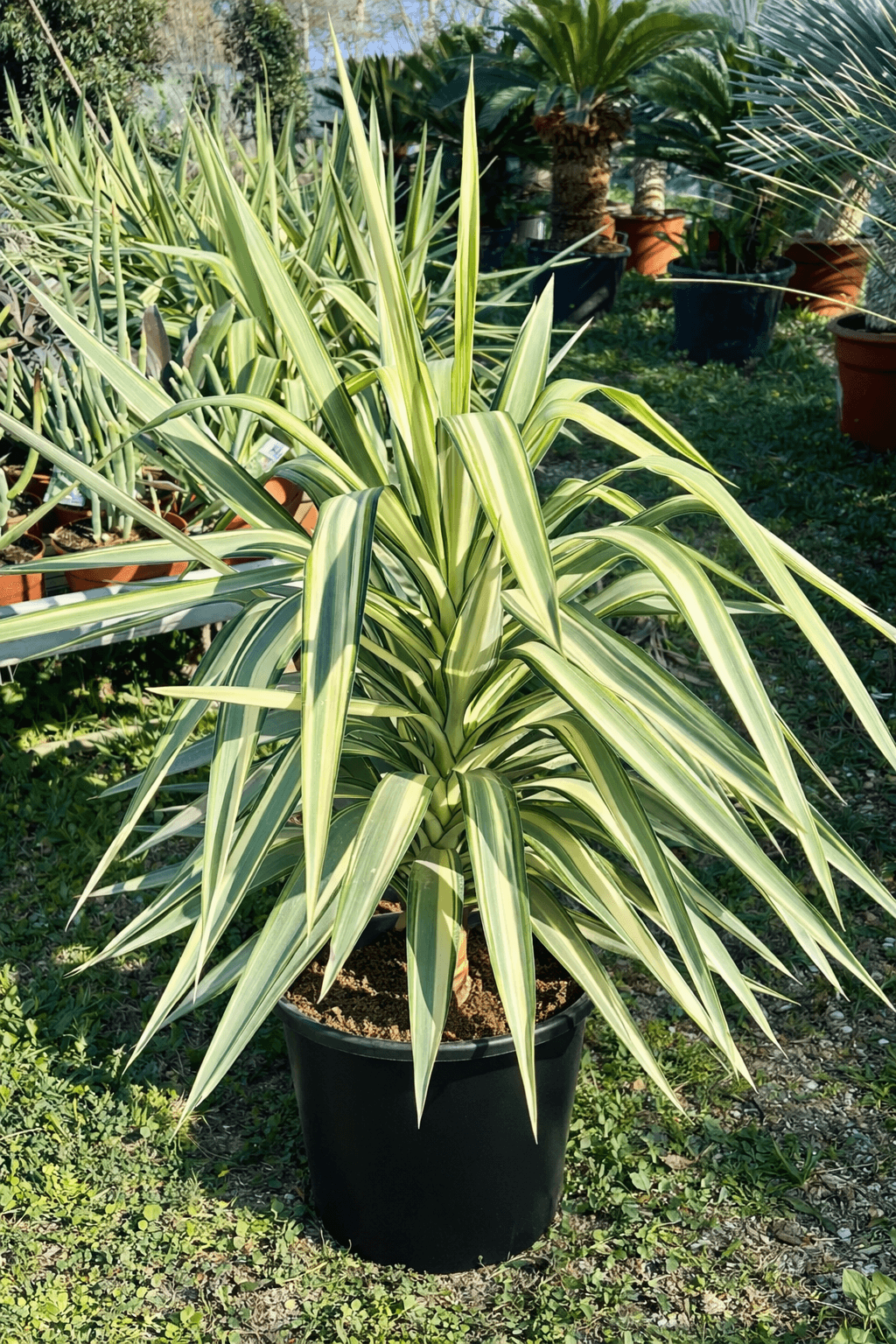 Yucca Elephantipe Jewel - Yuccas