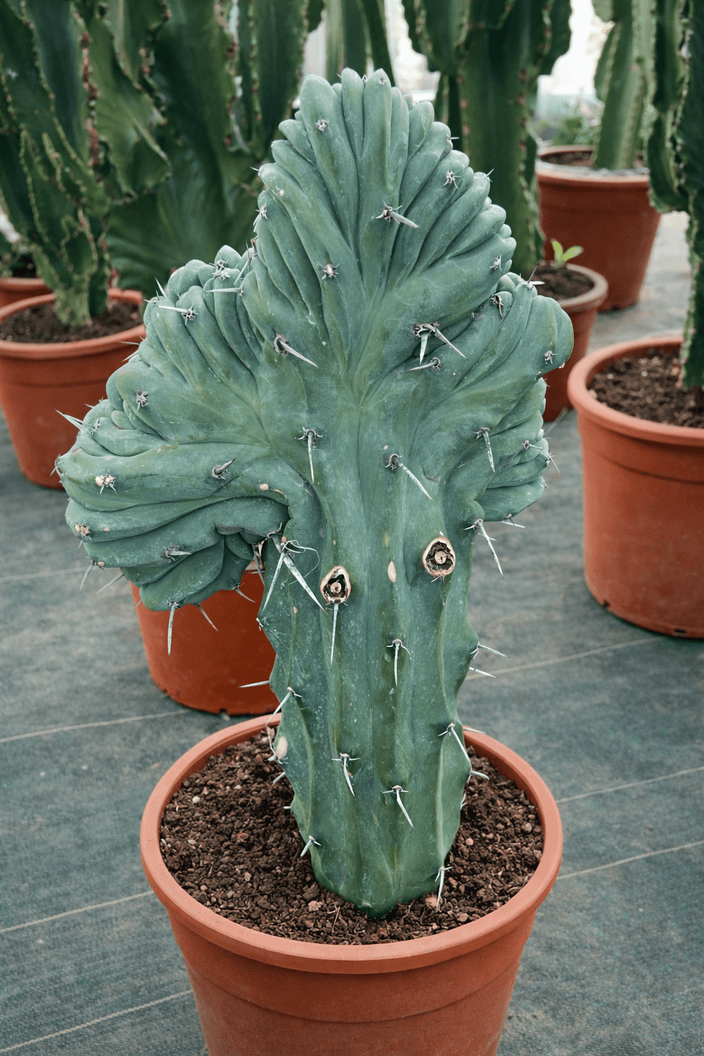 Myrtillocactus Geometrizans Cristata - Cactus