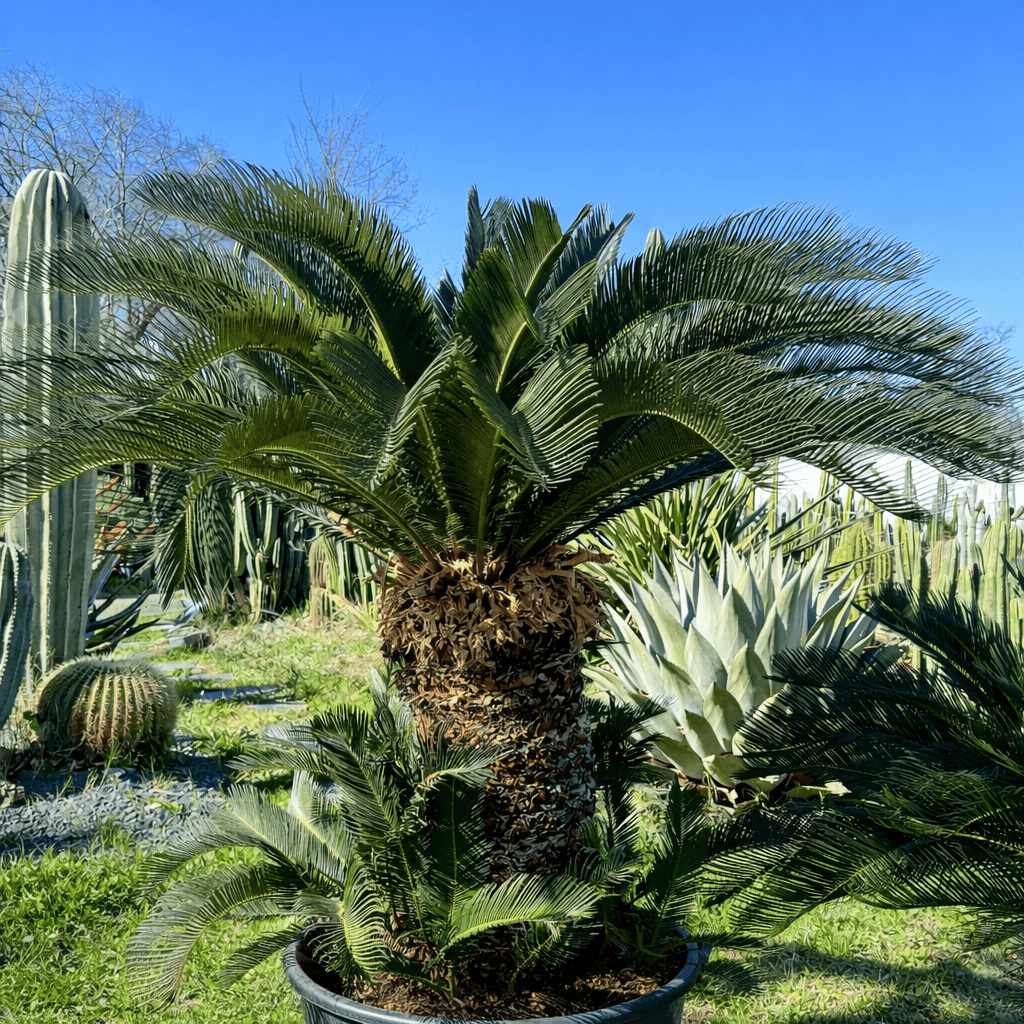 Cycas Revoluta - Sujets Exceptionnels - Image 2